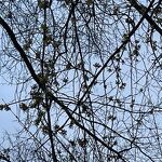 Lente in de struiken nr. 20240254 A 