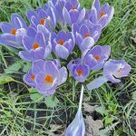 Fleurige bloemtjes nr. 20240301 A
