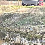 Reiger haalt jong waterhoentje uit het nest nr. 20240328 A