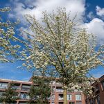 Lente bij de Annenborgh nr. 20240440