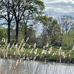 Lente in het Kanaalpark nr. 20240455 A 