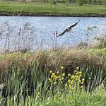 20240454 A Een reiger in het kanaalpark nr. 20240454 A 