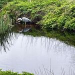 Reiger in het Kanaalpark nr. 2020457 A