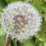  Overal in de wijk dit pareltje van de natuur. Een uitgebloeide paardenbloem nr. 20240478 A
