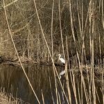 Nr. 4 Reiger  in het kanaalpark nr. 20250205