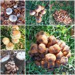 Paddesteoelen in het kanaalpark nov 2020 Toos van Opstal