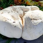 Reuzenbovist aan de stoeprand tegenover Gemini nov 2020 Toos van Opstal