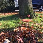 Churchilllaan nov 2020