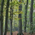 Driebergenlaan nov 2020 Henk Vissers