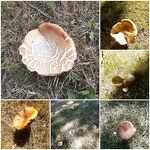 Paddenstoelen in september 2021 bij de molen Toos van Opstal