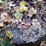 Herfst Toos van Opstal