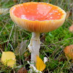 3-11-2020 Diepenbrocklaan Henk Vissers