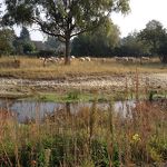 04-10-2015 Schapen in het kanaalpark mvs