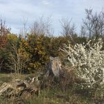Kanaalpark lente 15-03-2021 Ans van Nuland 