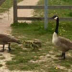 Ganzen in het Kanaalpark met jongen  01-05-2021 Ans v Nuland