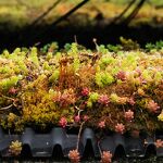 Groen dak met sedem nr. 202404726