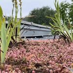 nr. 202505783 Dak met sedum