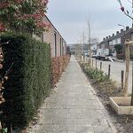 2026031168 Brederostraat  nieuwe bomen