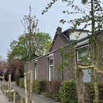 202604139 Bloesem aan nieuwe bomen.JPG