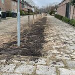 202602150 Jacob Catsstraat herplanting foto Pieter