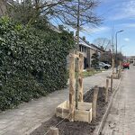 202603103 Nieuwe boompjes in de omgeving van de Jacob Catsstraat