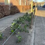 202603108 Brederostraat nieuwe aanplant.JPG
