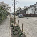 202603167 Jacob Catsstraat nieuwe bomen