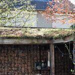 Groen dak in Martinus Nijhofstraat 2