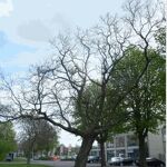 Trompetboom Huygenststraat