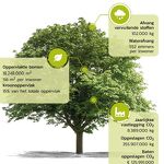 De waarde van bomen